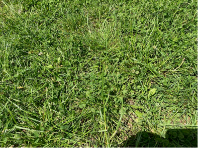 juni 2024 na 3 winters 1.png